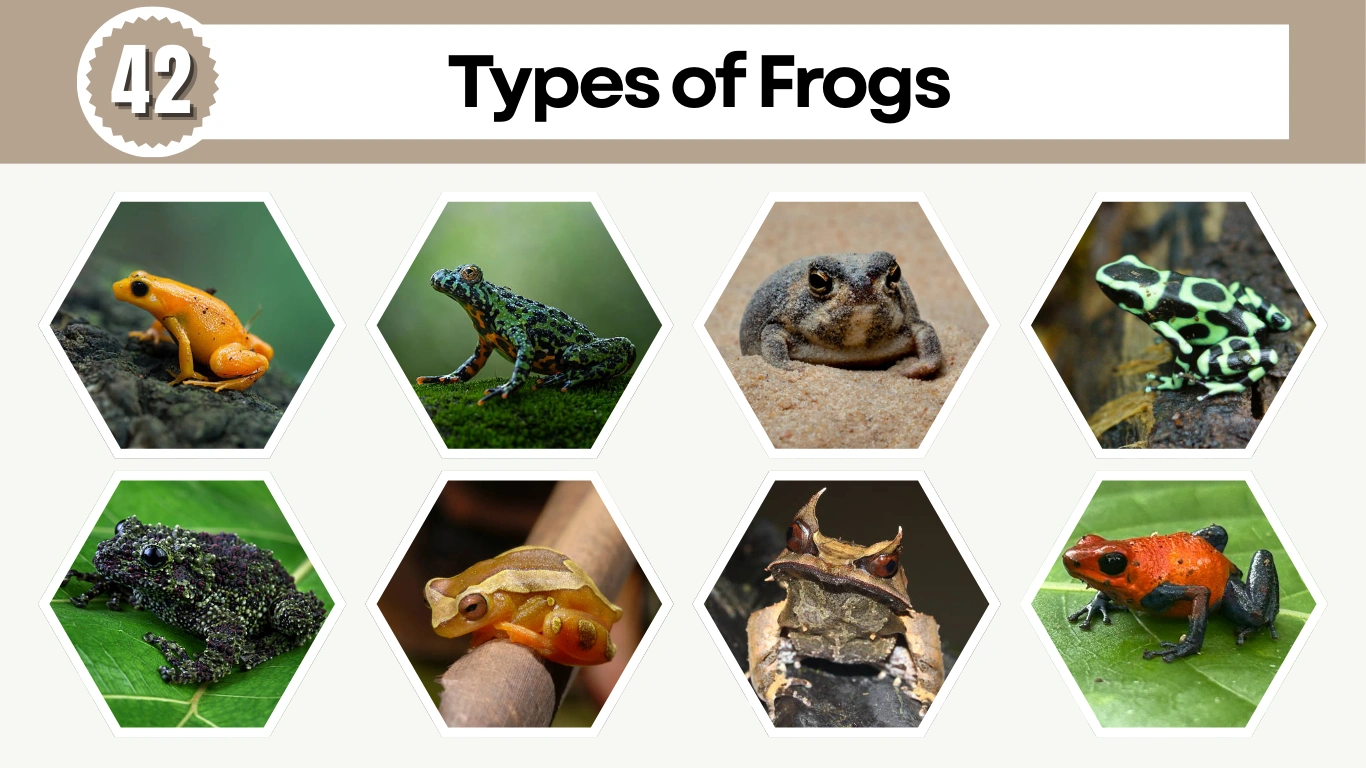 42 Types of Frogs Species Identification with Pictures & Name