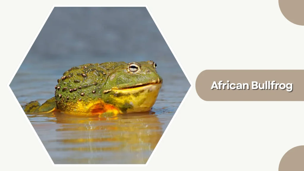African Bullfrog