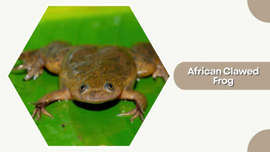 African Clawed Frog