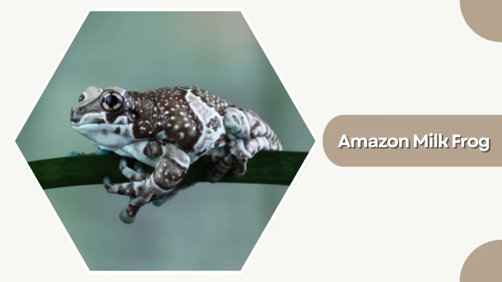 Amazon Milk Frog