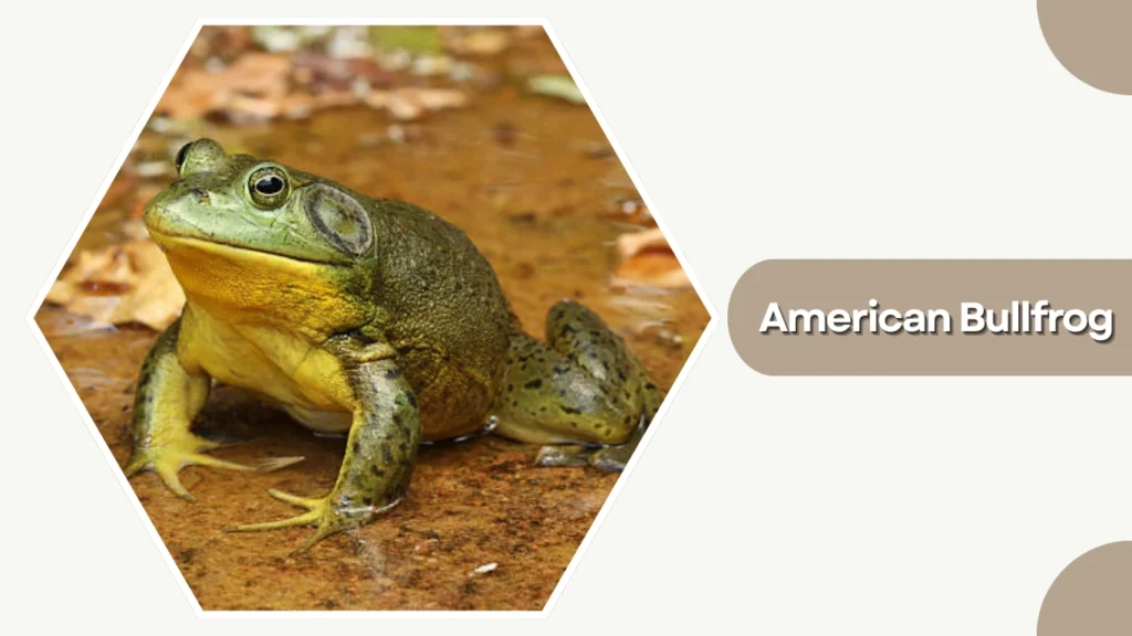 American Bullfrog