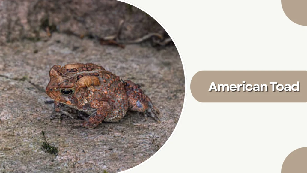 American Toad