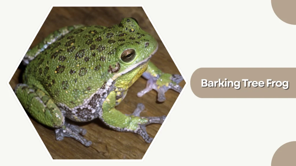 Barking Tree Frog