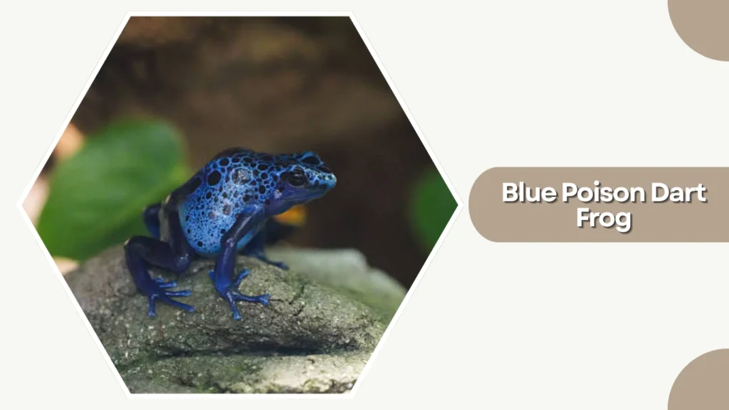 Blue Poison Dart Frog
