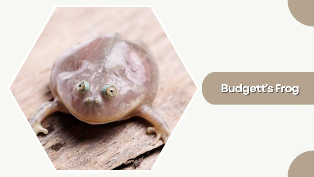 Budgett’s Frog