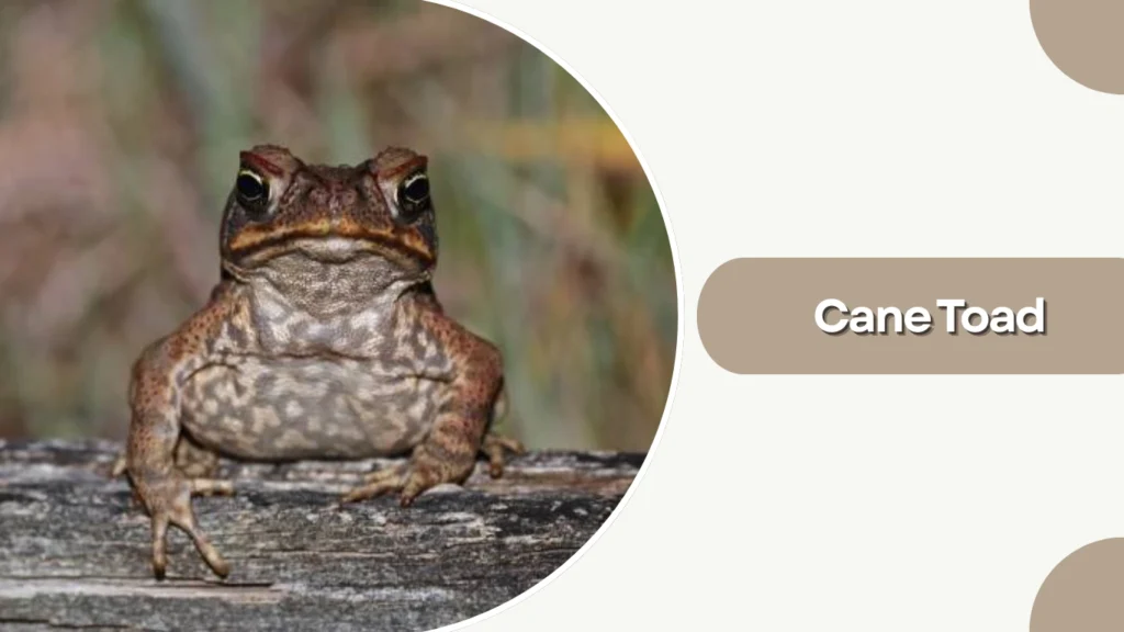 Cane Toad