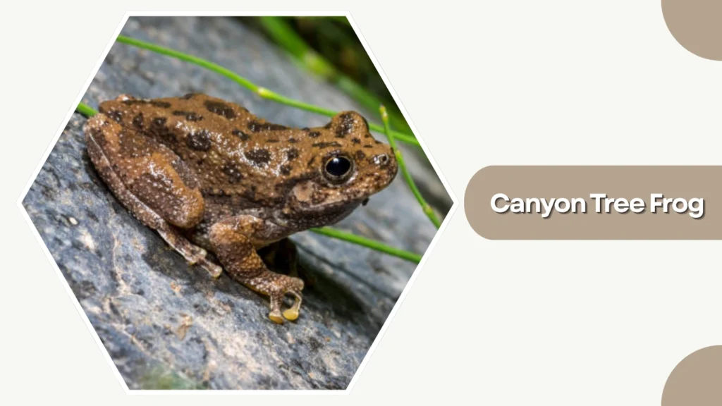 Canyon Tree Frog