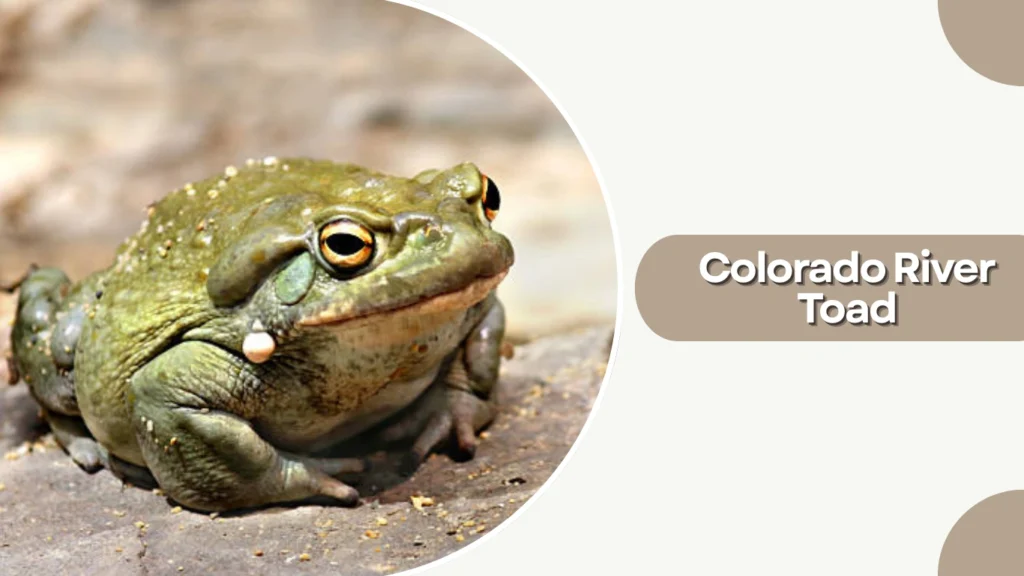 Colorado River Toad