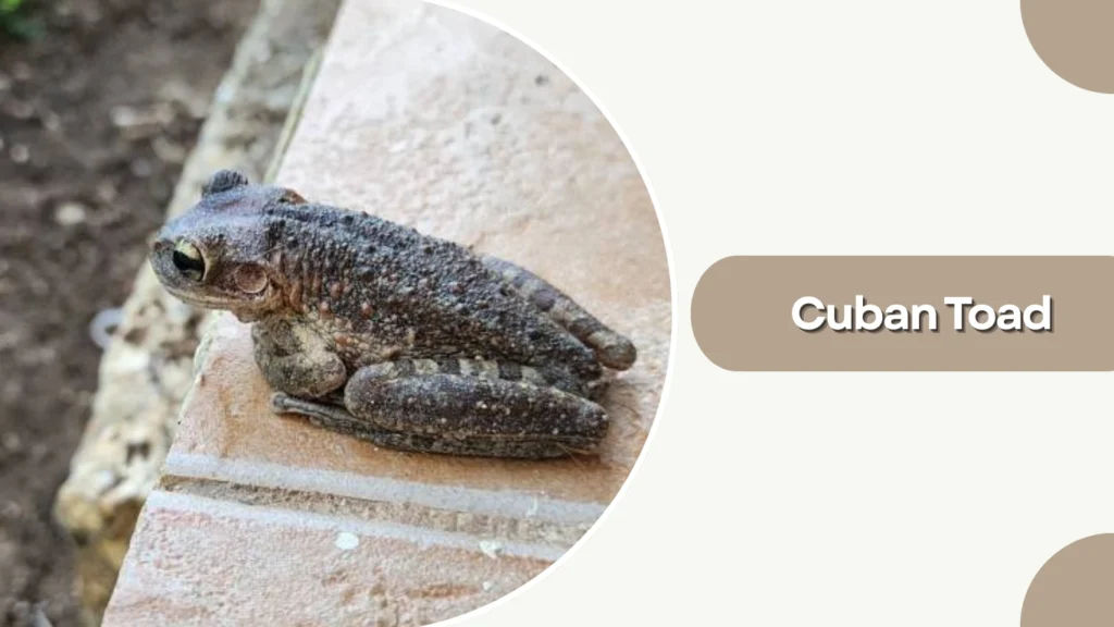 Cuban Toad