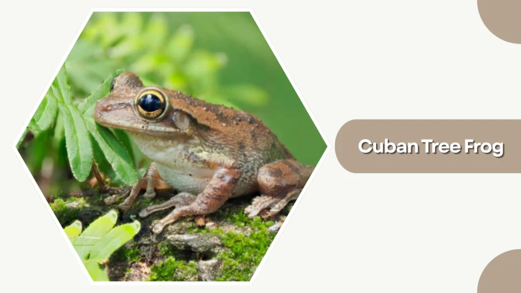 Cuban Tree Frog