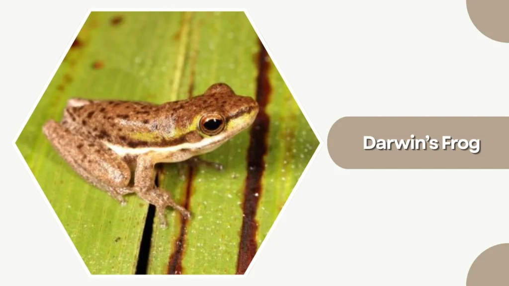 Darwin’s Frog