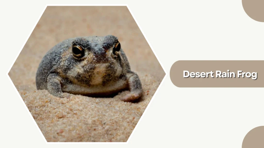 Desert Rain Frog
