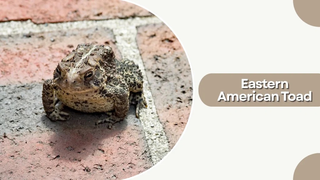 Eastern American Toad