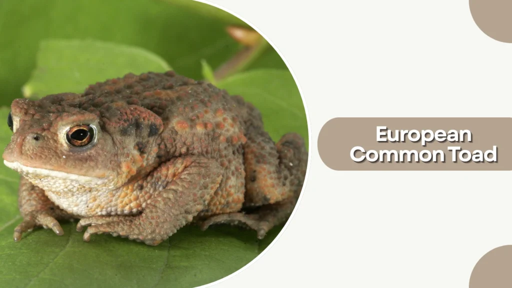 European Common Toad
