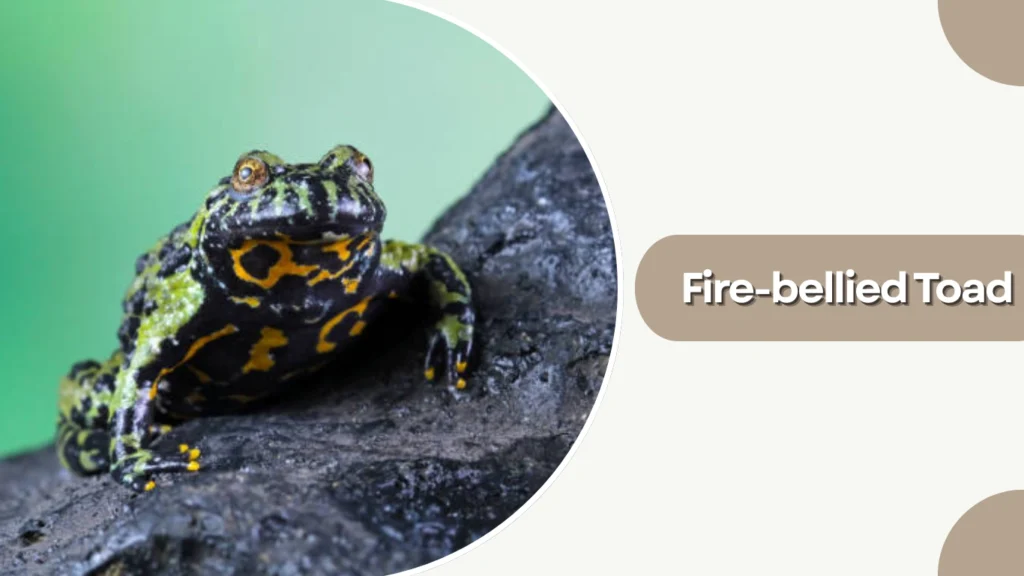 Fire-bellied Toad