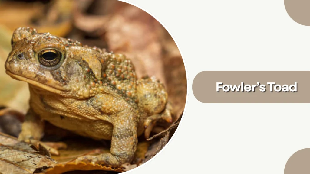 Fowler’s Toad