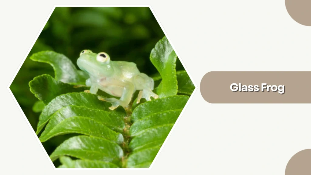 Glass Frog