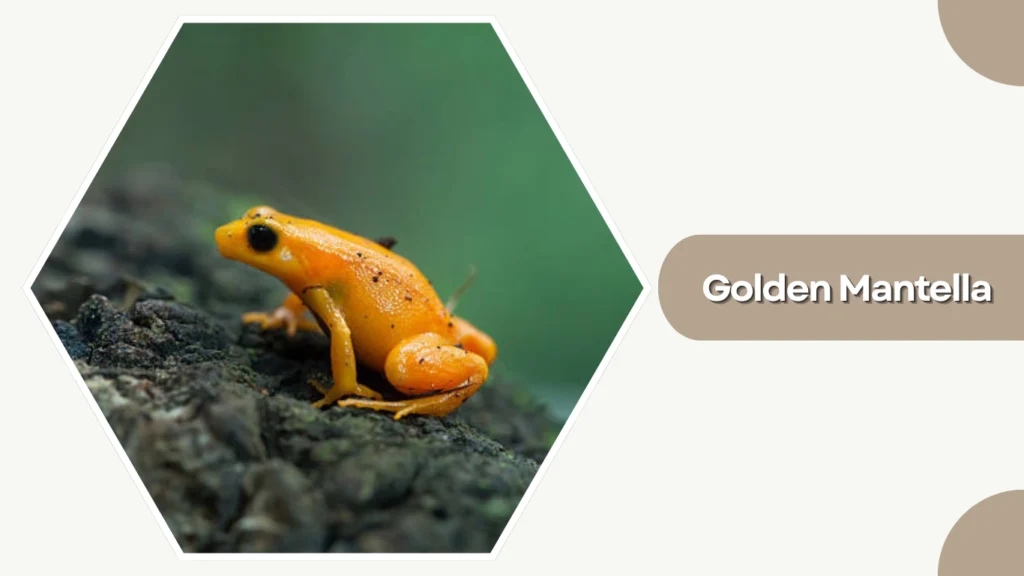 Golden Mantella