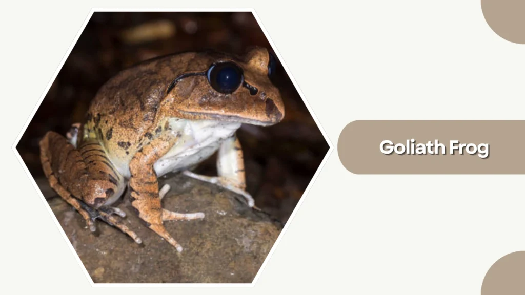 Goliath Frog