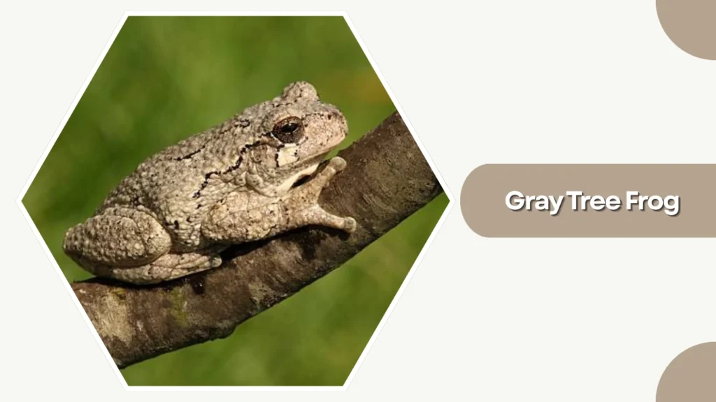 Gray Tree Frog