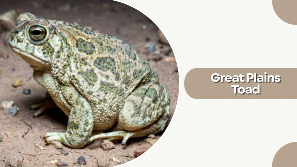 Great Plains Toad