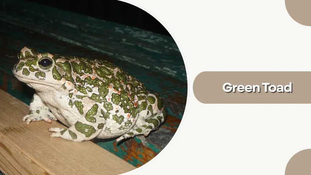 Green Toad