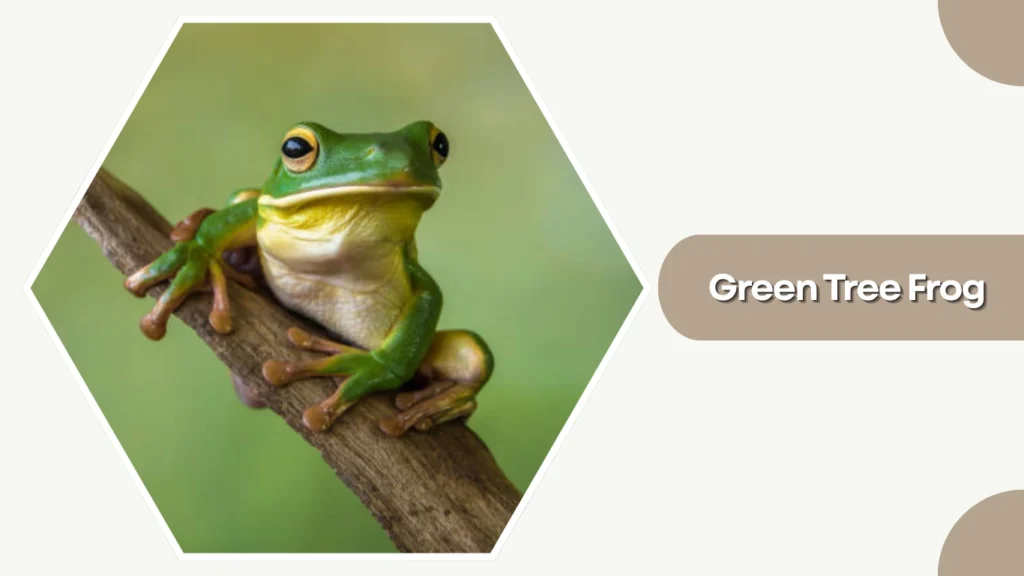 Green Tree Frog