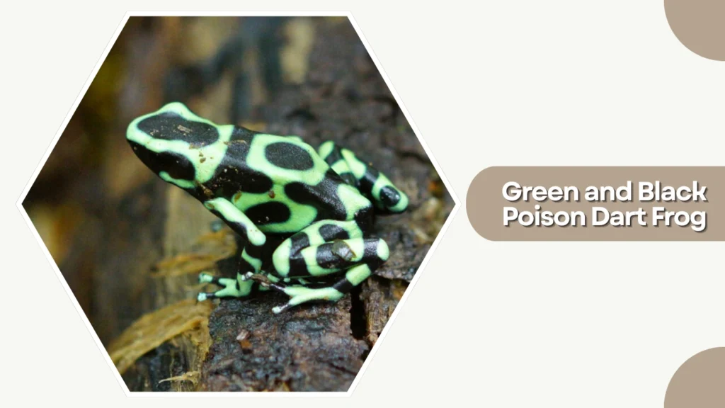 Green and Black Poison Dart Frog
