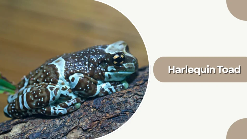Harlequin Toad