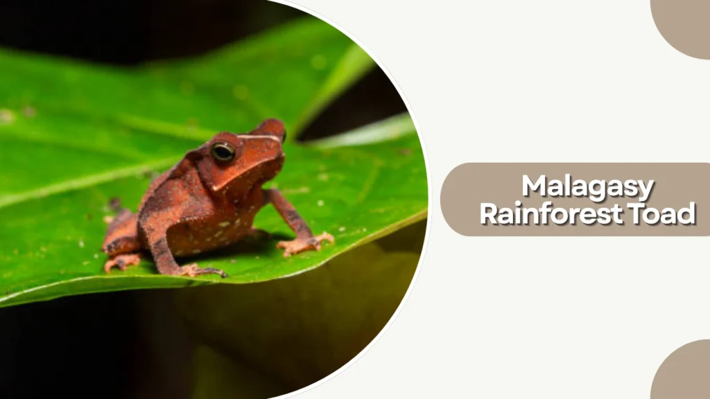 Malagasy Rainforest Toad