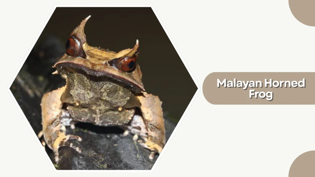 Malayan Horned Frog