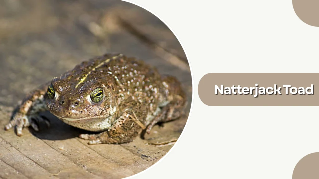 Natterjack Toad