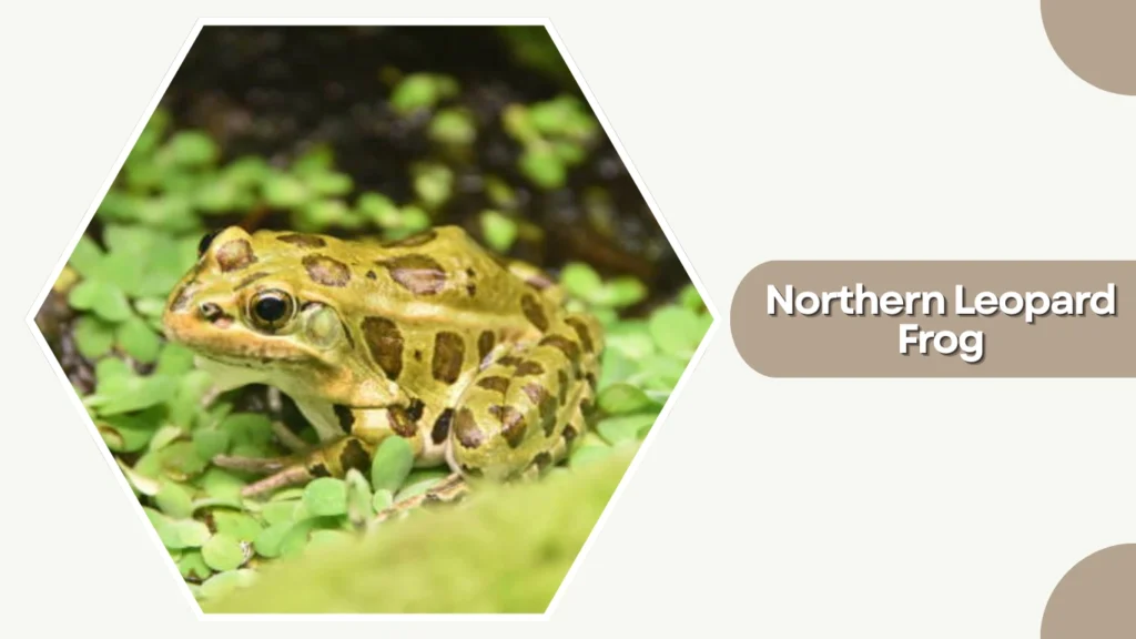 Northern Leopard Frog