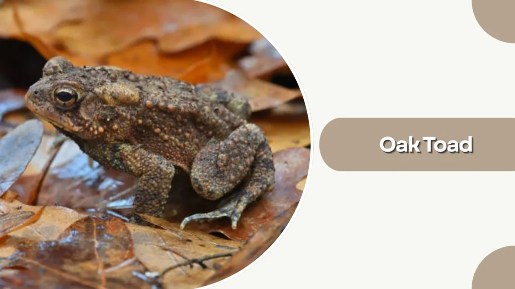 Oak Toad