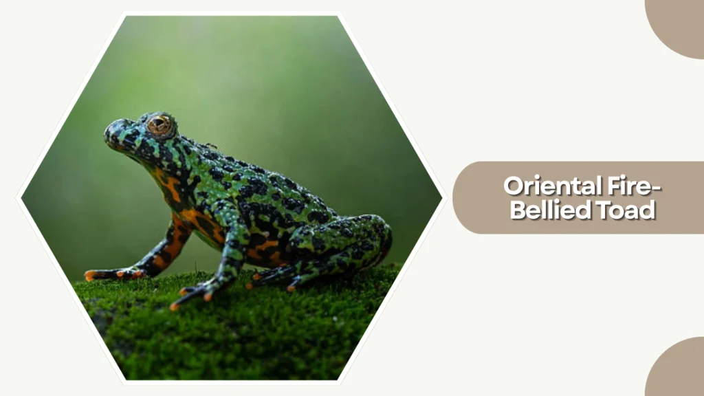 Oriental Fire-Bellied Toad