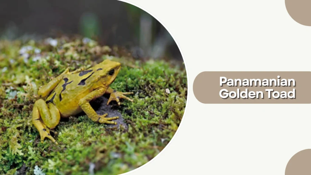 Panamanian Golden Toad