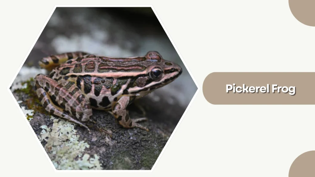 Pickerel Frog