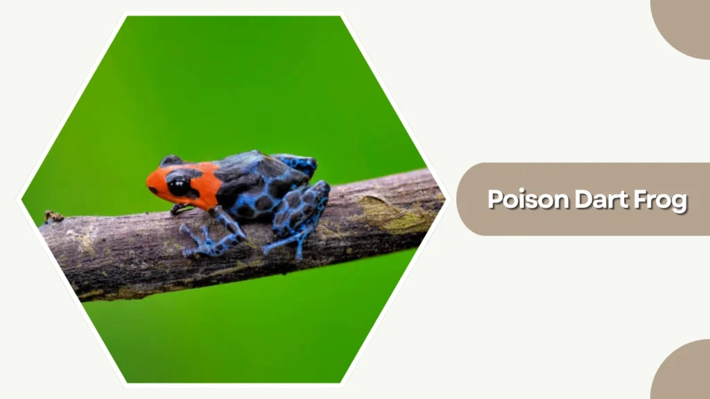 Poison Dart Frog