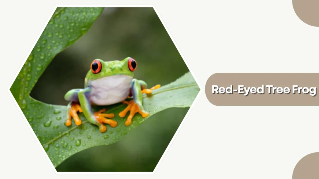 Red-Eyed Tree Frog