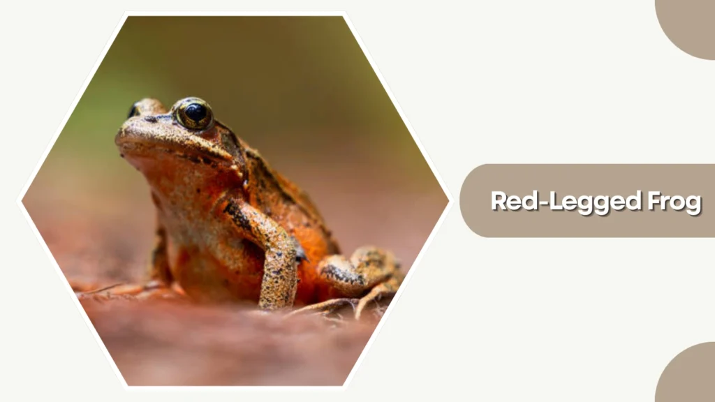 Red-Legged Frog