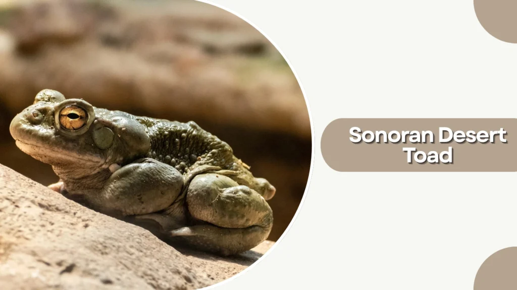 Sonoran Desert Toad