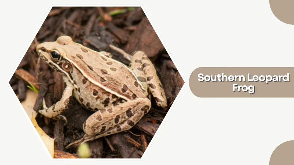 Southern Leopard Frog