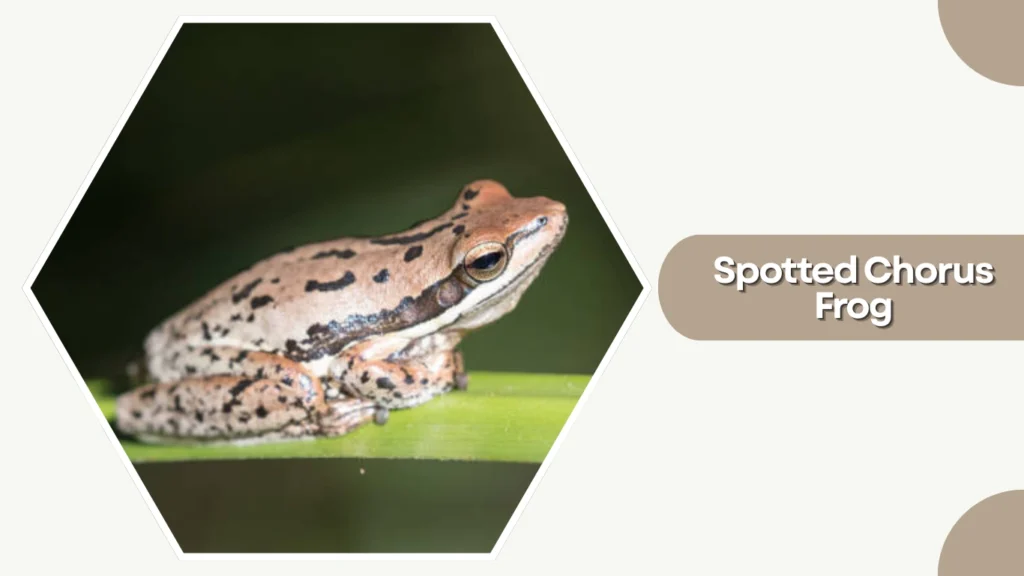 Spotted Chorus Frog