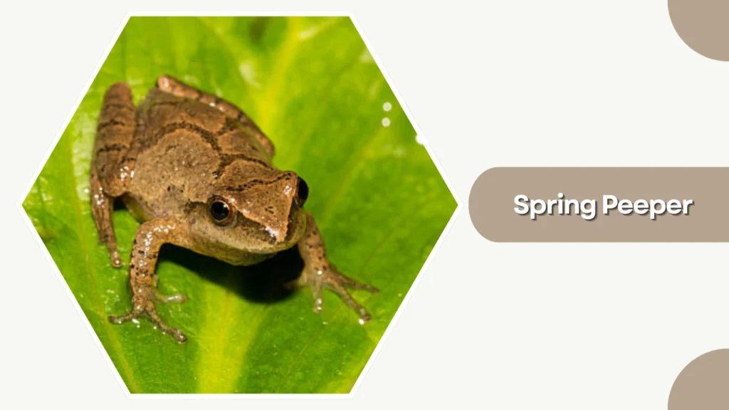 Spring Peeper