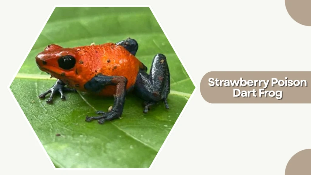Strawberry Poison Dart Frog