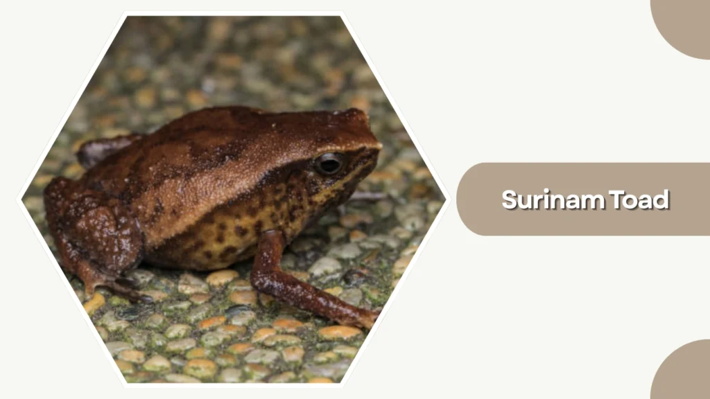 Surinam Toad