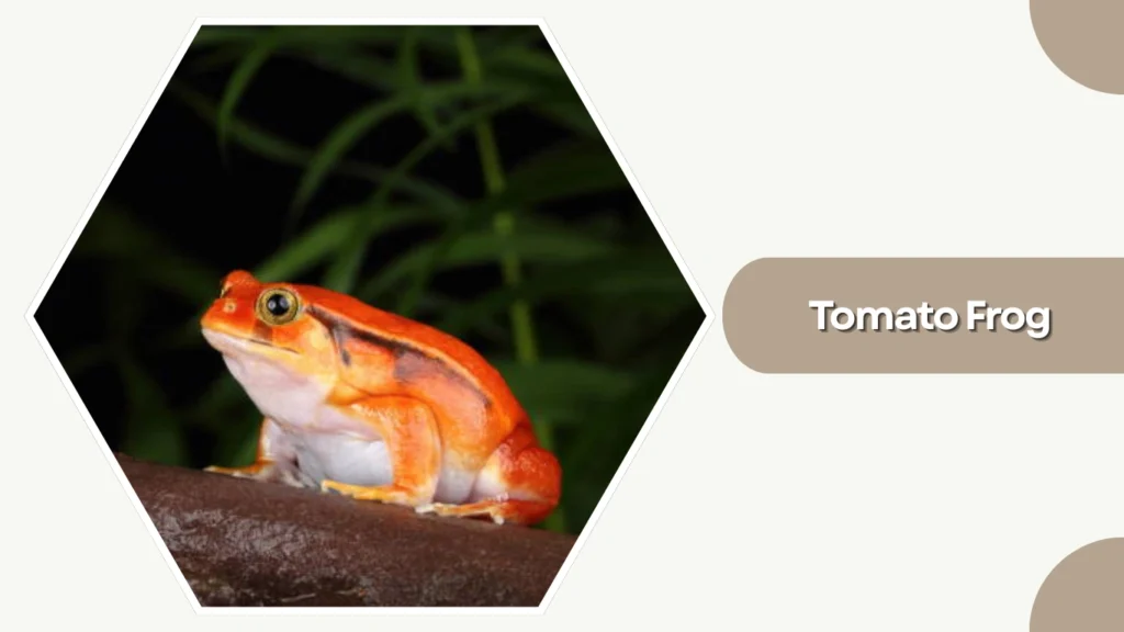 Tomato Frog