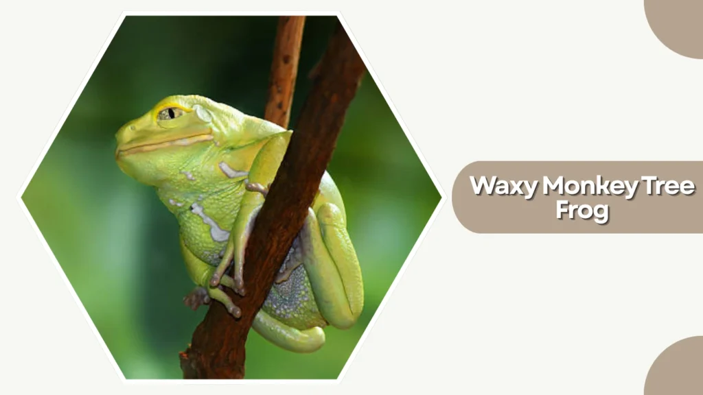 Waxy Monkey Tree Frog
