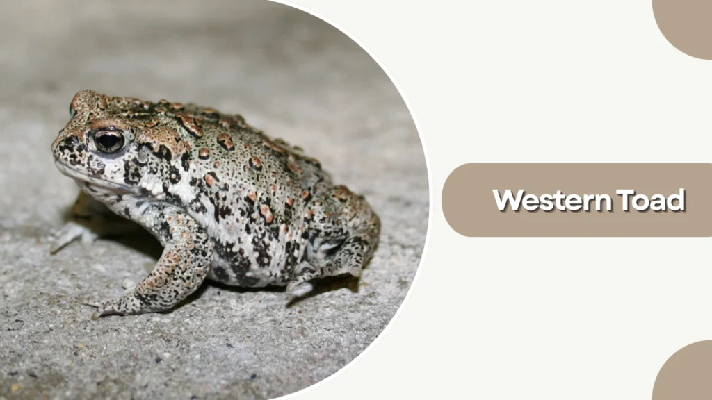 Western Toad