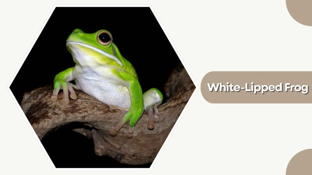White-Lipped Frog
